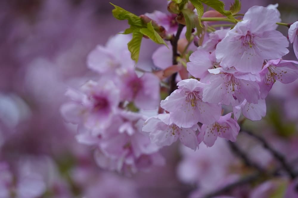 札絵ch つばき園小室桜